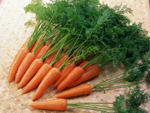 Cà rốt có tác dụng bổ dưỡng và chữa bệnh