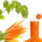 Nước cà rốt vừa bổ dưỡng vừa chữa bệnh