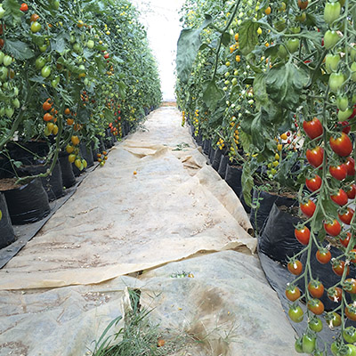 Vườn cà chua