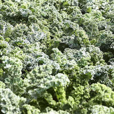 Kale - cải xoăn