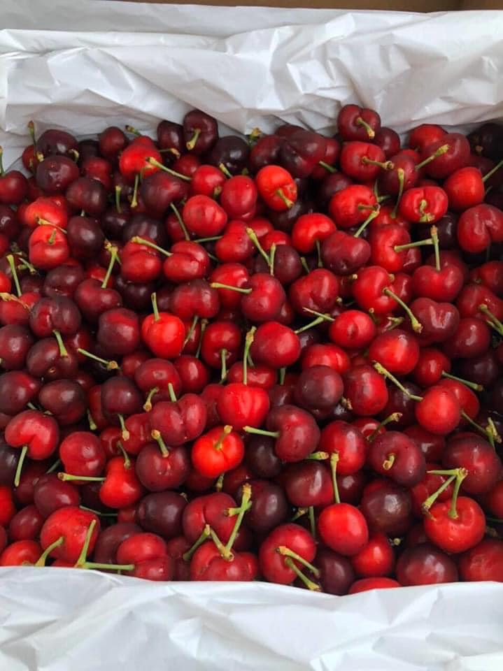 Cherry đỏ Mỹ (Size 9)