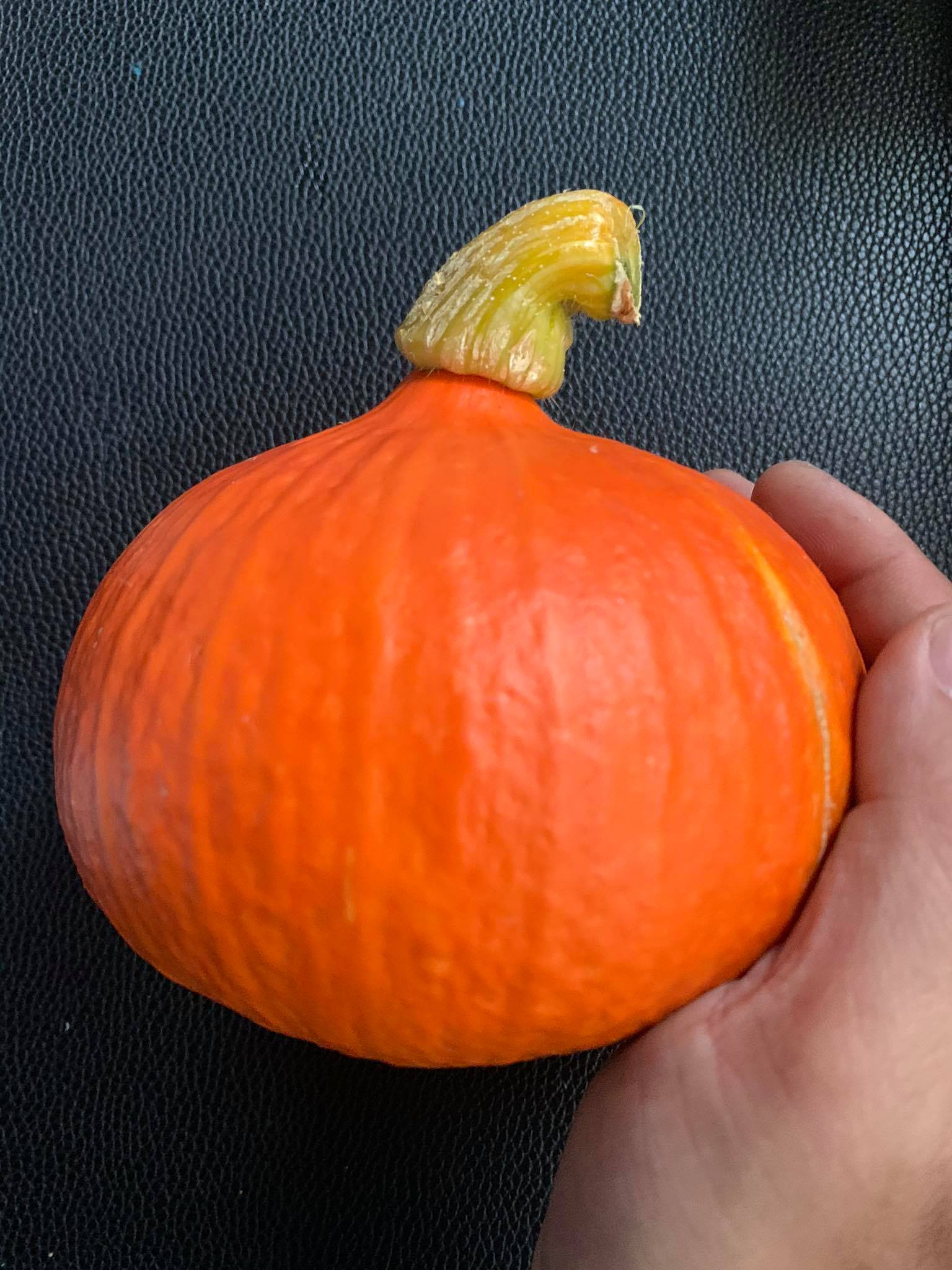 Bí đỏ hạt dẻ