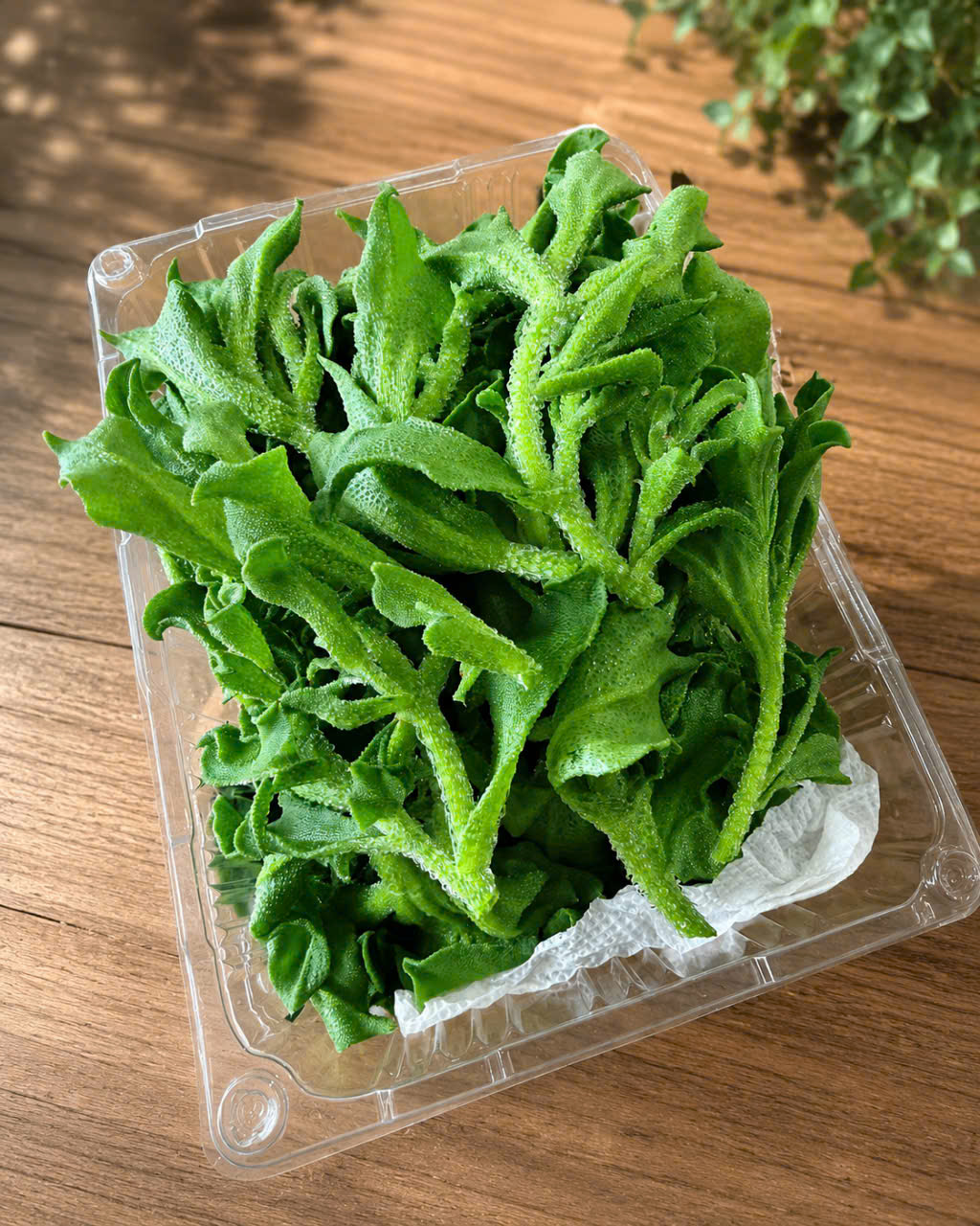 Xà lách tuyết